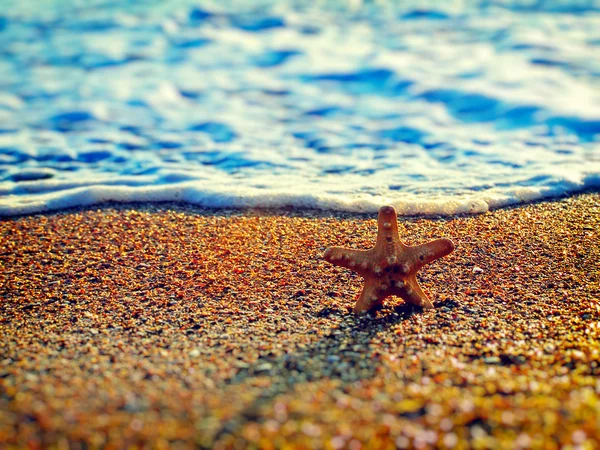 Yaz sahilde deniz yıldızı — Stok fotoğraf