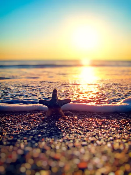 Морские звезды на летнем пляже — стоковое фото