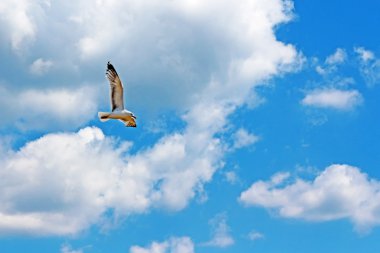 Mavi gökyüzünde uçan martı