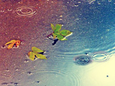 Su yüzeyine paslı sonbahar yaprakları