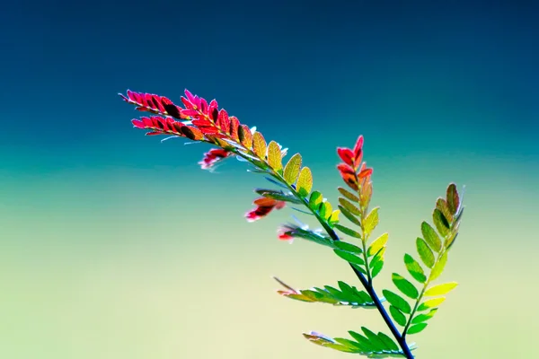 Young sweet locust tree branch — Stockfoto