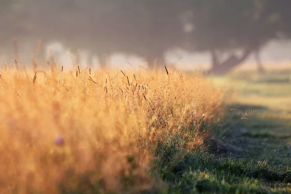 Пейзаж з сільським літнім полем сіна — стокове фото