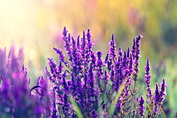 Landschaft mit ländlichem Sommer-Heufeld — Stockfoto