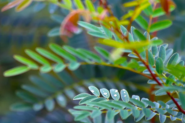 Groen blad met druppels water — Stockfoto