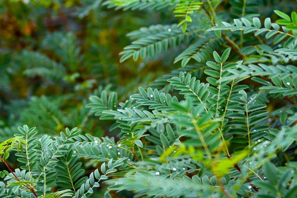 Feuille verte avec gouttes d'eau — Photo