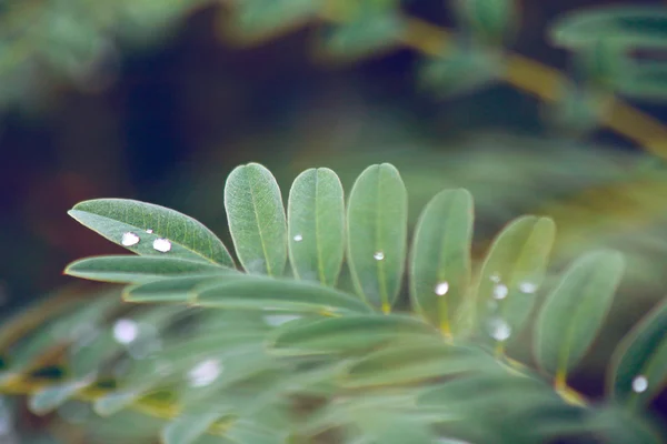 Grünes Blatt mit Wassertropfen — Stockfoto