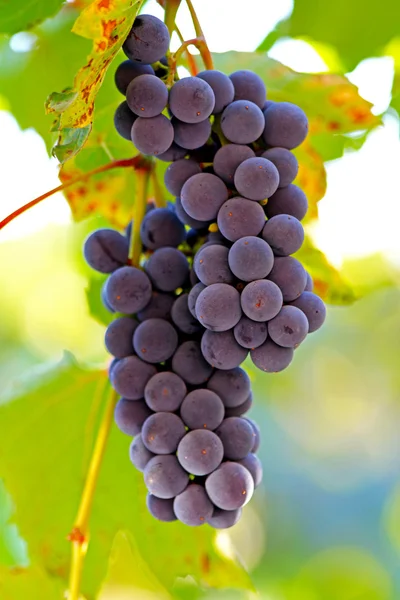 Racimos de uvas de vino que cuelgan de la vid — Foto de Stock