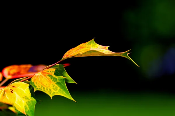 Rusty autumn leaves — Stock Photo, Image
