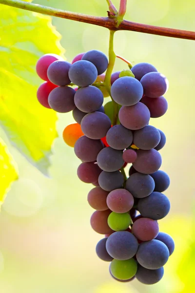 Bunches of wine grapes hanging on the vine — Stock Photo, Image