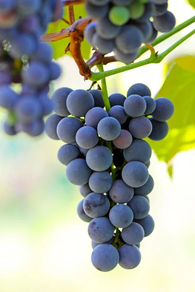 Bando de uvas de vinho penduradas na vinha — Fotografia de Stock