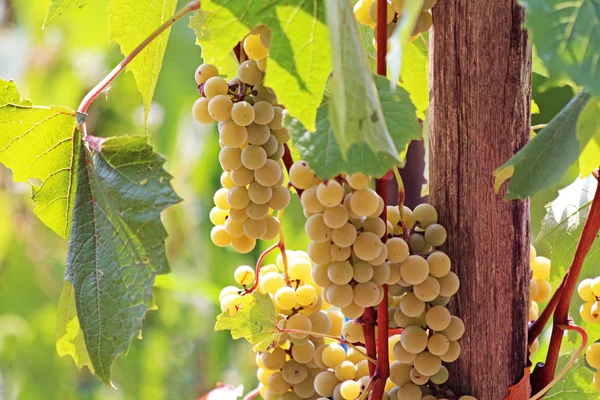 Bando de uvas de vinho penduradas na vinha — Fotografia de Stock