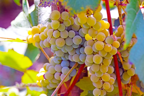 Bando de uvas de vinho penduradas na vinha — Fotografia de Stock