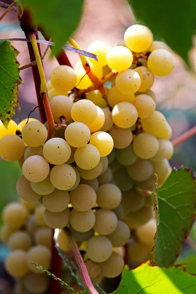 Bando de uvas de vinho penduradas na vinha — Fotografia de Stock