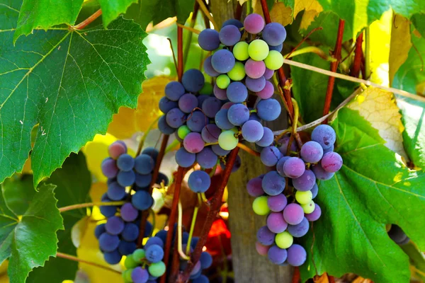 Racimos de uvas de vino que cuelgan de la vid —  Fotos de Stock