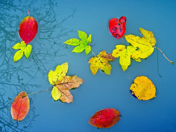 Rusty autumn leaves on the water surface — Stock Photo, Image