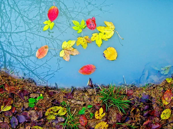 Folhas de outono enferrujadas na superfície da água — Fotografia de Stock