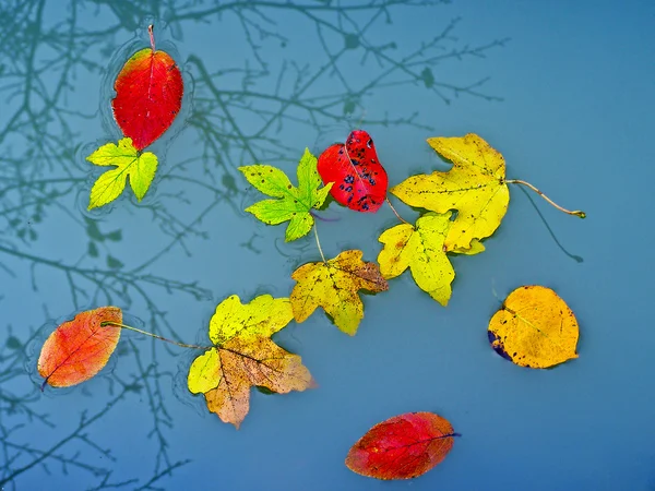 Hojas oxidadas de otoño en la superficie del agua —  Fotos de Stock