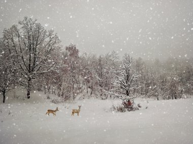 yaşlanma kış fotoğrafçılık