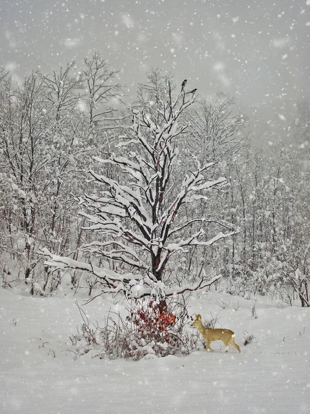 Winterfotografie im Wandel — Stockfoto