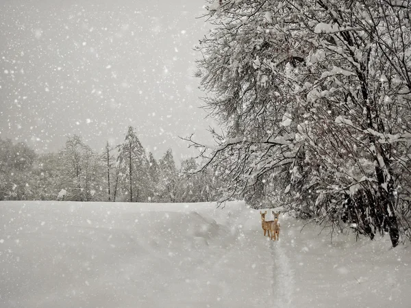 Envelhecimento fotos de inverno — Fotografia de Stock