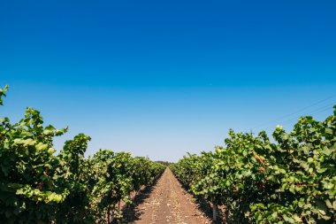 güneşli asma bahçesinde olgunlaşmış üzümler