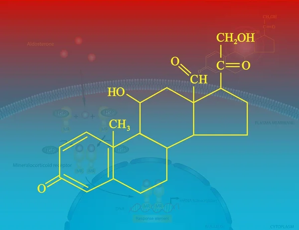Stockfotos Minéralocorticoïdes Bilder, Stockfotografie