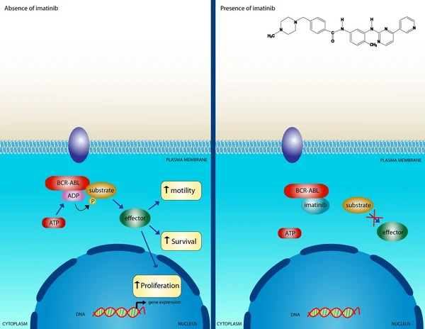 Imatinib-sätt att fungera — Stockfoto