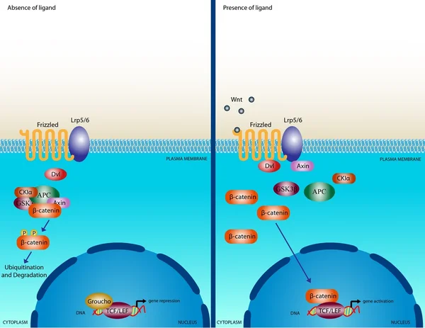 Wnt signalling pathway — Stock Photo, Image