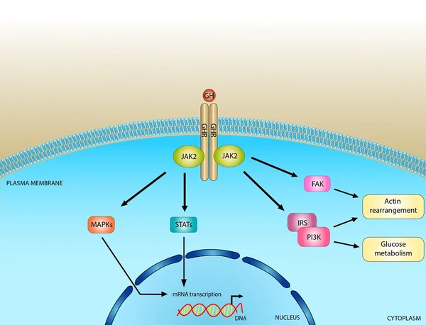 Growth hormone pathway Stock Picture