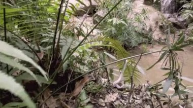 şelale bozulmamış ormanda, Tayland