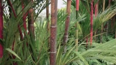 Tropikal ormanda büyüyen bambu