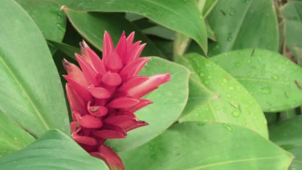 Flor tropical roja rara — Vídeos de Stock