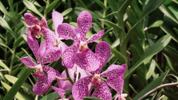 Flores de orquídea violeta floreciendo — Vídeo de stock