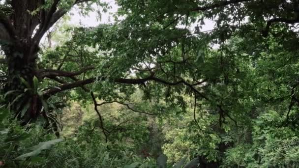 Bosque tropical en la selva — Vídeo de stock