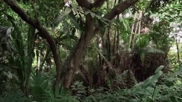 forêt tropicale dans la jungle  