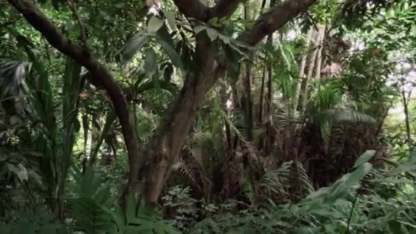 Tropical forest in jungle — Stock Video