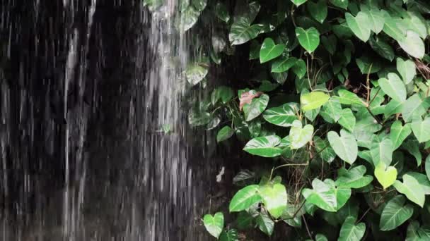 Waterval en tropische vegetatie — Stockvideo