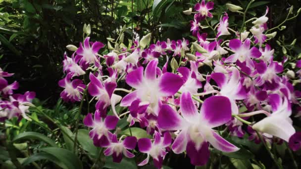 Цветущие фиолетовые орхидеи — стоковое видео