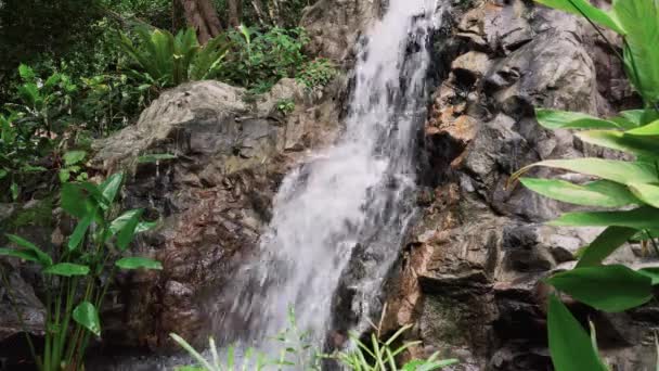 Tropical Jungle Waterfall — Stock Video