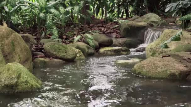 Tropical Jungle Waterfall — Stock Video