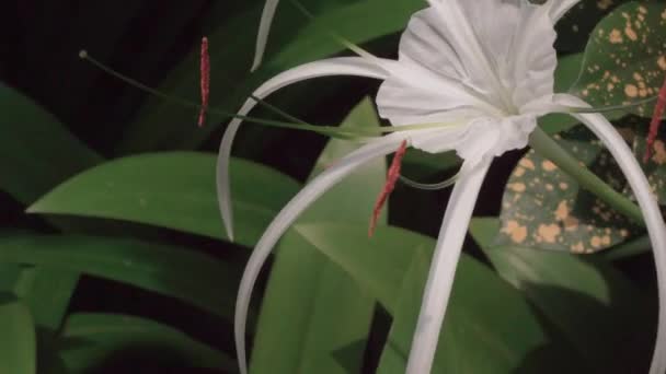 Witte bloemen bloeien in de tuin — Stockvideo