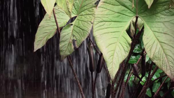 Cascata e vegetazione tropicale — Video Stock