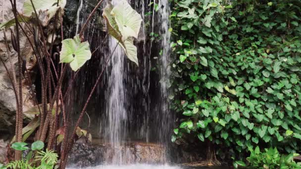 瀑布和热带植被 — 图库视频影像