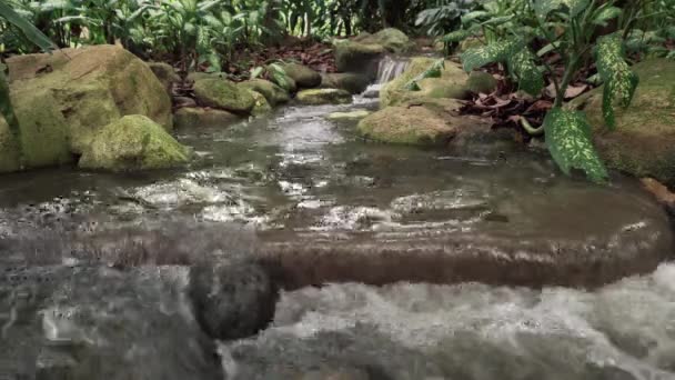 Cachoeira da selva tropical — Vídeo de Stock