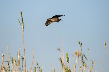 Chobe Ulusal parkta uçan kuş
