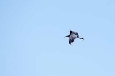 potpurinin leylek Chobe Ulusal parkta uçan