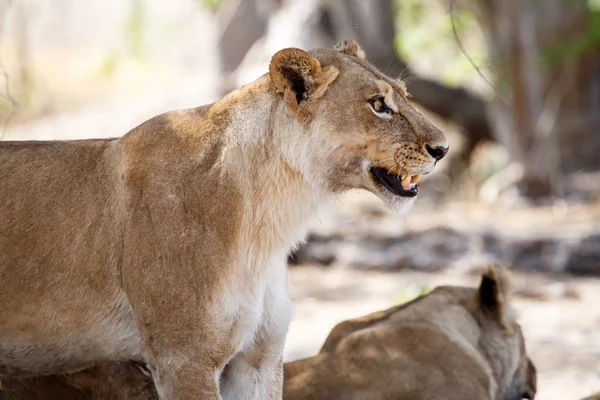 Dühös oroszlán morgás at okavango-delta — Stock Fotó