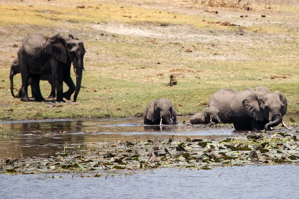 Éléphants à chobe rivière — Photo