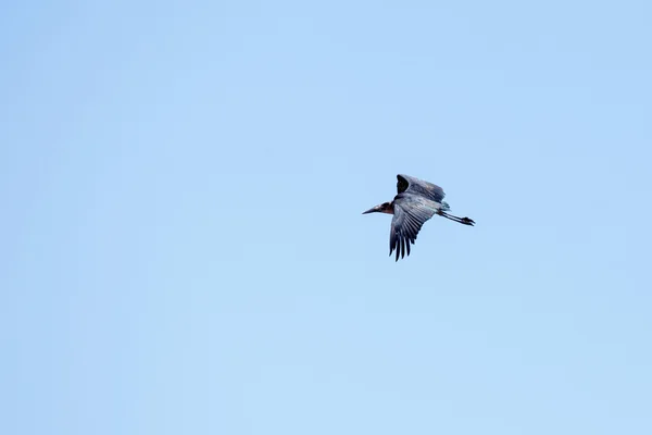 Maribou Stork Volare nel Parco Nazionale del Chobe — Foto Stock