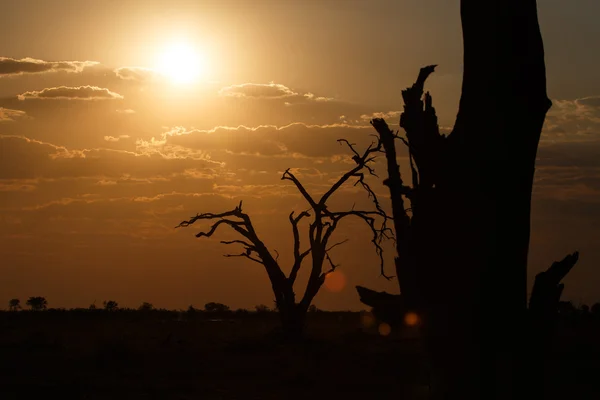 Ηλιοβασίλεμα πάνω από το εθνικό πάρκο Chobe — Φωτογραφία Αρχείου